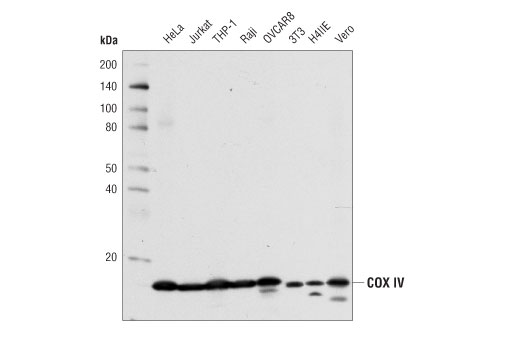 COX IV (4D11-B3-E8) Mouse mAb #11967